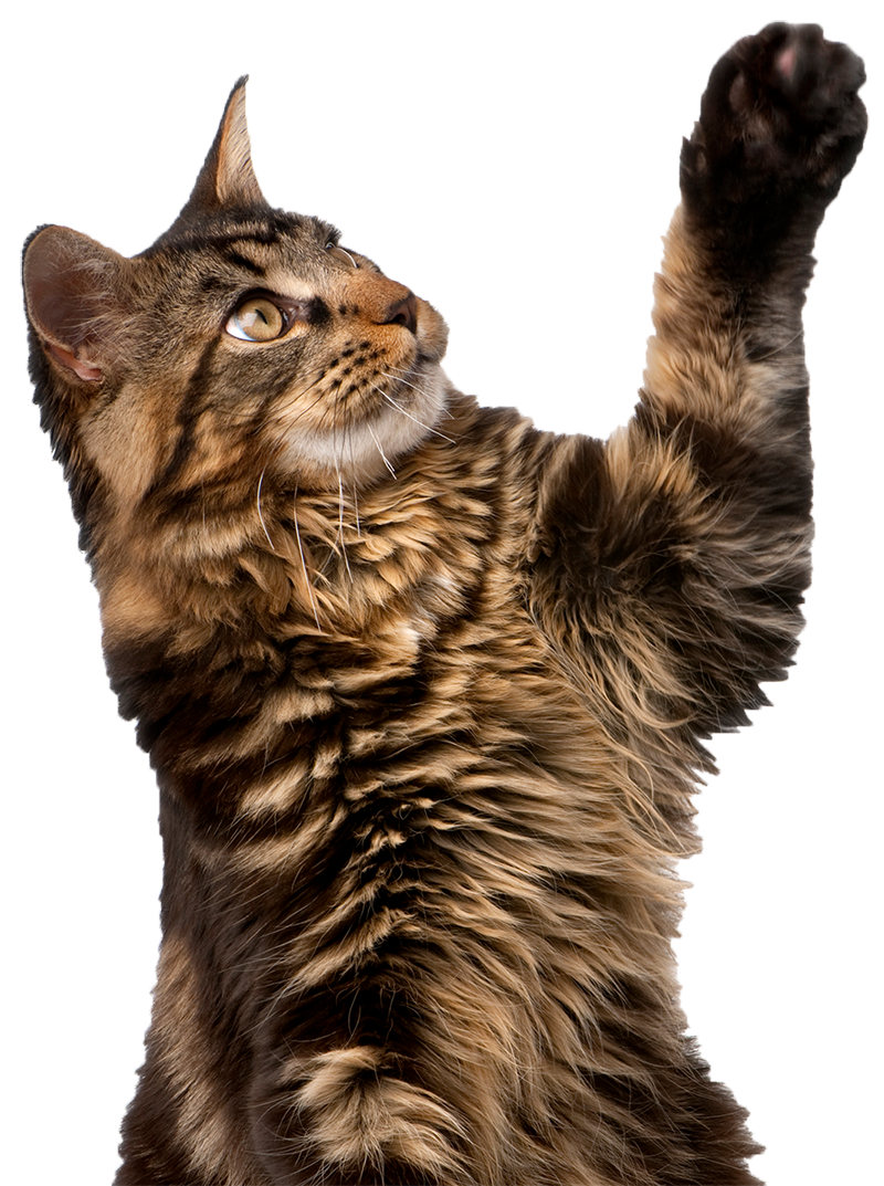Micropuce chat