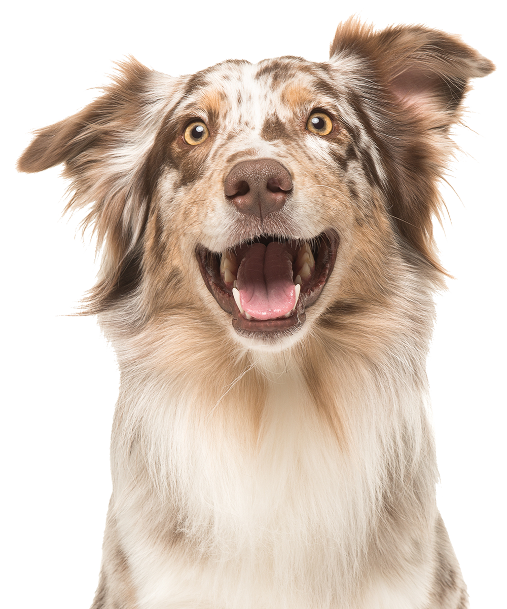 Micropuce chien