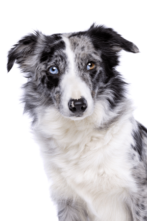 Chien